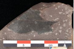 Foto (Detailsansicht) von Quercus palaeoilex Ettingshausen (NHMW-GEO-2024-0188-0774)
